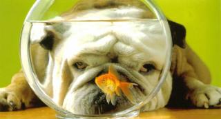 http://hamsteracademy.fr/forum/uploads/204509_chien-poisson-rouge-humour-animal1.jpg