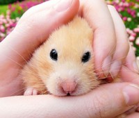 Hamster Craintif
