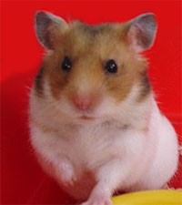 Hamster coriace