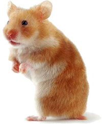 Hamster coquin