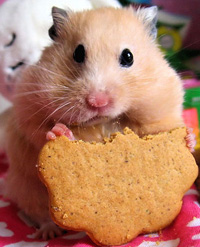 Hamster gourmand